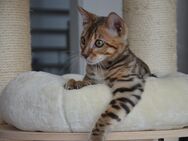 Bengal Kitten