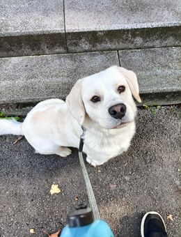 Tollpatsch Odin sucht erfahrenes Zuhause - Gelsenkirchen Resser-Mark