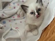 Siam/Ragdoll kitten - Köln
