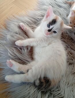 Kitten / Katzen/ Babykatzen - Oberhausen