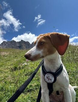 💕Cleo💕sucht ihre Menschen🐾💕🐾 - Freilassing