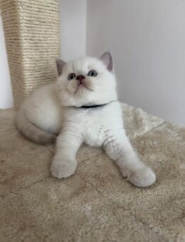 BKH Kitten / Kätzchen Britisch Kurzhaar - Berlin Reinickendorf