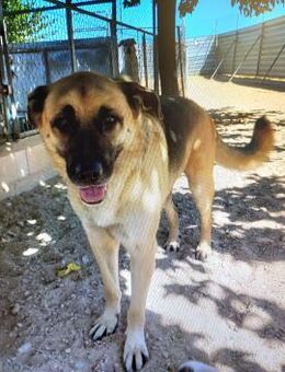 Unsicherer Braun sucht Familienanschluss - Berlin