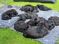 Schwarze russische Terrier Welpen in 22417