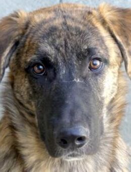 Pineapple -aktiv, toller Charakter- - Oldenburg