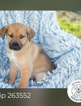 Chip 263552 sucht ein Zuhause - Kirchzell