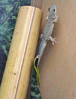 Lygodactylus mutabilis Pärchen (1.0 und 0.1) - München
