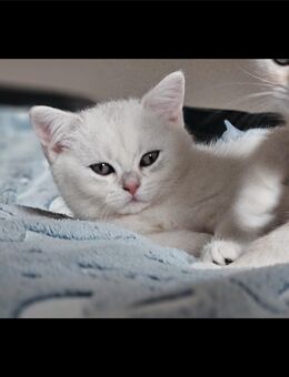 BKH-KITTEN suchen liebevolles Zuhause - Dortmund