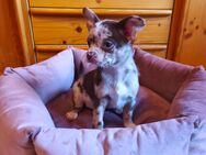 Chihuahua Welpen - Nürnberg