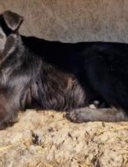 Harriet - freundlich und neugierig - Westerholt