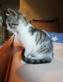 Kitten, Kater und Kätzin getigert mit weiß - Ebersdorf (Coburg)