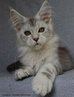 MAINE COON mit Stammbaum vom Züchter, weiblich, 4 1/2 Monate - Hannover