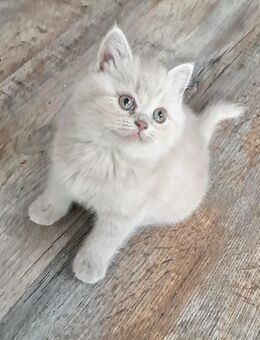 Reinrassige BKH kitten - Lingen (Ems)