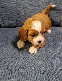 Cavapoo, Cockerpoo, pudel , cavalier king charles spaniel - Harsewinkel (Mähdrescherstadt)