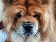 Nala braucht dringend ein neues Zuhause - Egestorf