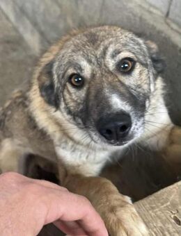 Amira, 3 Jahre, Zuhause gesucht - Schwalmtal (Nordrhein-Westfalen)