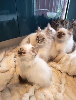 Heilige Birma/ BKH Mix kitten - Gingen (Fils)