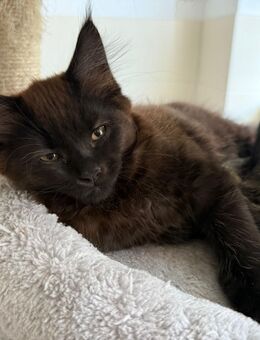 Maine Coon Mix Kitten - Magdeburg