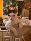 Katzenbaby zu verkaufen in 01816