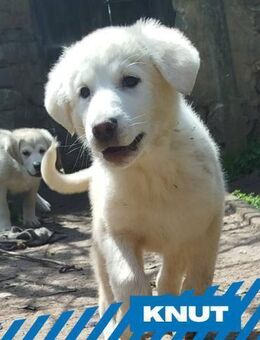 Knut wünscht sich ein Zuhause - Berlin
