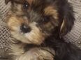 Yorkshire Terrier Welpen – Blue and Tan – Nähe Dresden - Mädchen und Jungs in 01900