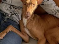 Podenco Hunter - Moormerland