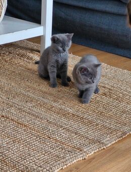 Bkh kitten mädesl - Güglingen