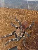 Nhandu chromatus 1.0 in 29342