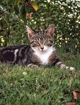 22 Wochen alte Freigänger-Katze *Sage* sucht neue Familie - Brachbach