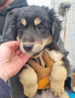 Maggie von kettenlos - Bollingstedt