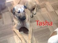 TASHA sucht Ihr Für-Immer-Zuhause - Langenhagen