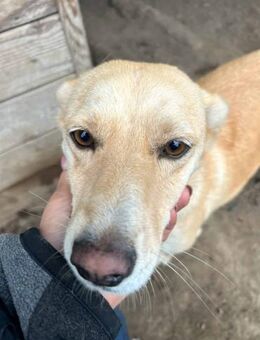Skyla, die Aufgeschlossene 🐾 - Elsdorf (Nordrhein-Westfalen)