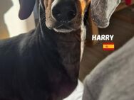 Harry - Heppenheim (Bergstraße)