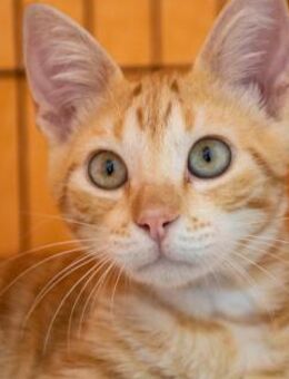 Curro - Herzensbrecher sucht Familie - Bad Camberg