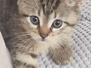 Zwei gesunde & sozialisierte Kitten suchen ein Zuhause 🐈😁 - Zwickau