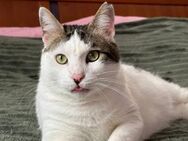 Ayris - der Kater mit dem Mädchennamen - Kirchheim (München)