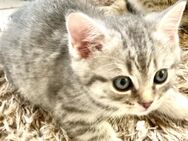 BkH Mädchen reinrassig Silver Tabby , Whiskas - Bodenwerder (Münchhausenstadt)