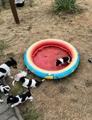 Jack Russell Terrier in 06774