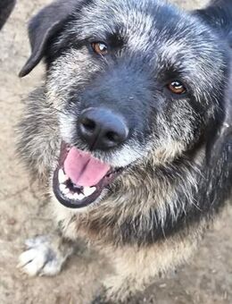 Sara - so fröhlich - Dreikirchen