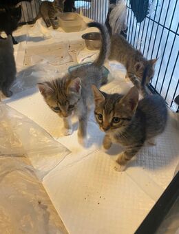 Süße Babykatzen Katzenbaby kitten suchen liebevolles Zuhause ab sofort abholbereit! - Bonn Castell