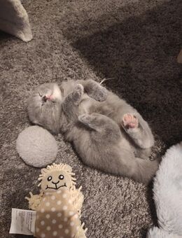 Bkh Kitten zu verkaufen - Boizenburg (Elbe)