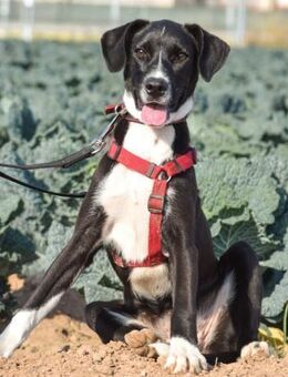 Lia träumt von einer eigenen Familie - Laatzen