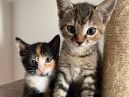 Kitten - Morsbach