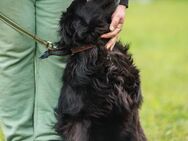 Rick-ein Plüschteddy sucht sein Zuhause - Ottweiler