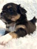 Chihuahua Langhaar in 94577