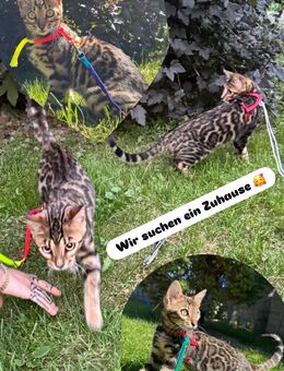 Reinrassige Bengalen, Bengal Kater und Katze - Laußig
