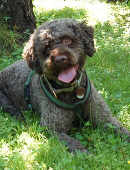 La-Cody - Lagotto Romagnolo - 5 Jahre - Tierhilfe Franken e.V. - Lauf (Pegnitz) Zentrum
