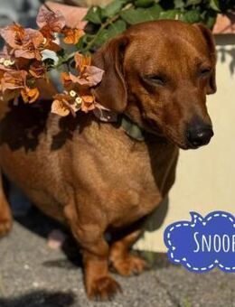 Snoop ein winziger Schatz - Flörsheim-Dalsheim