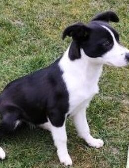 DITTA - lebhaft und energiegeladen - Overath