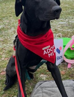 Benni - kleiner Charmeur - Dingolfing